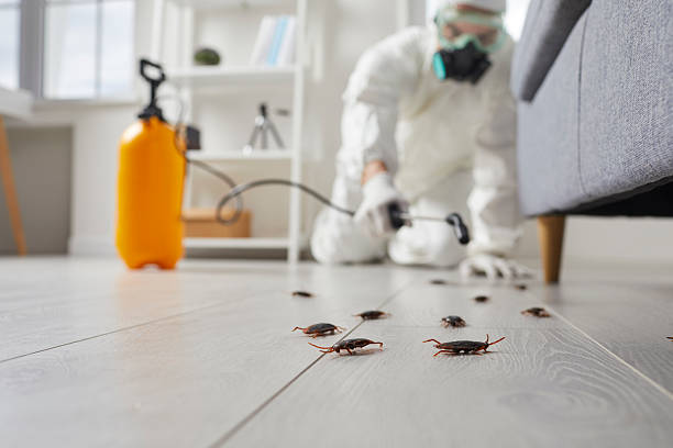 Post-Treatment Bed Bug Interceptor Monitoring in New Kensington